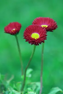 Perennis: Daisy, Double