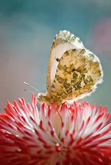 Bellis: Daisy, Double