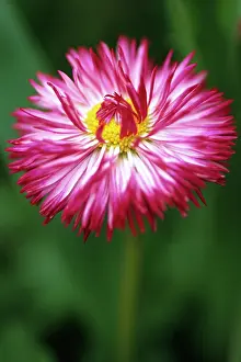 Tasso: Daisy