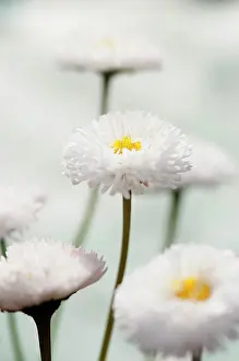 Ordinary: Daisy, Double, Bellis perennis Tasso series