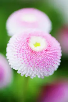 Bellis: Daisy, Double, Bellis perennis Tasso series