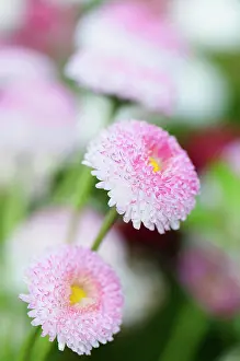 Bellis: Daisy, Double, Bellis perennis Tasso series