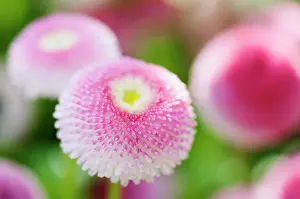 Ordinary: Daisy, Double, Bellis perennis Tasso series