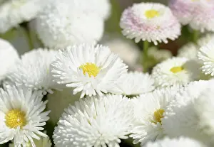 Cool: Daisy, Double daisy, Bellis perennis, White subject