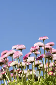 Bellis: Daisy, Double daisy, Bellis perennis, Pink subject