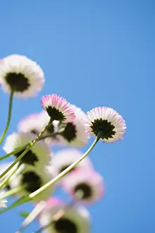 Bellis: Daisy, Double daisy, Bellis perennis, Pink subject