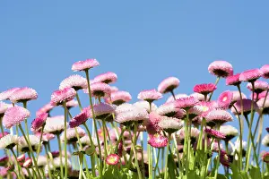 Bellis: Daisy, Double daisy, Bellis perennis, Pink subject