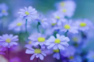 Marguerite: Daisy