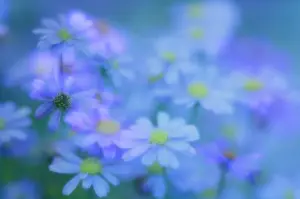Marguerite: Daisy