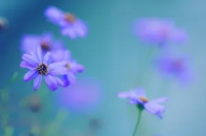 Marguerite: Daisy