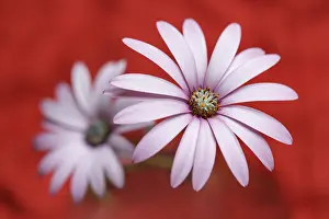 150518: Daisy flower with color background - Galicia, Spain