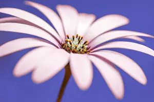150518: Daisy flower with color background - Galicia, Spain