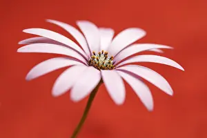 150518: Daisy flower with color background - Galicia, Spain