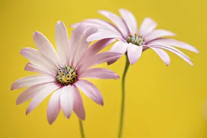 150518: Daisy flower with color background - Galicia, Spain