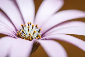 150518: Daisy flower with color background - Galicia, Spain