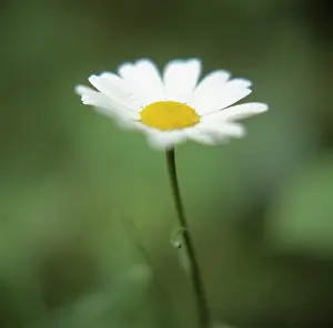 Bellis: Daisy, Lawn daisy