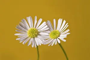 Condolence: Daisy