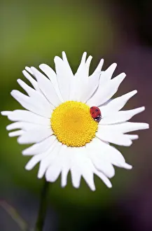 Perennis: Daisy