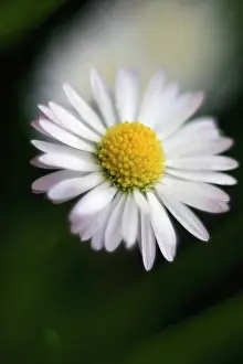 Perennis: Daisy