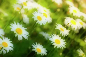Cheery: Daisy