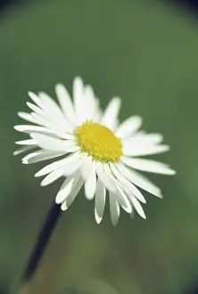 Perennis: Daisy