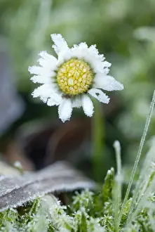 Weak: Daisy