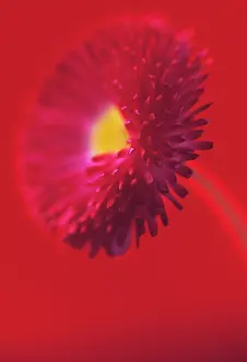 Bellis: Daisy
