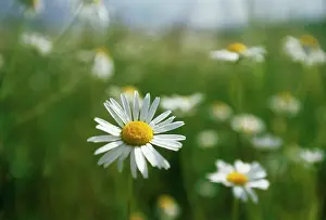 Cheery: Daisy
