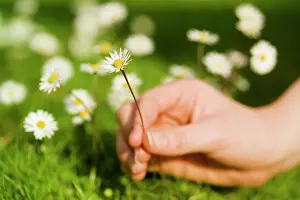 Nurturing: Daisy
