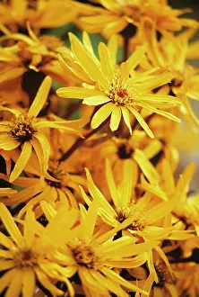 Dentata: Daisy
