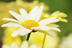 Marguerite: Daisy, Marguerite daisy, Argyranthemum frutescens