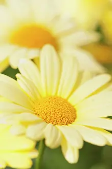 Marguerite: Daisy, Marguerite daisy, Argyranthemum frutescens