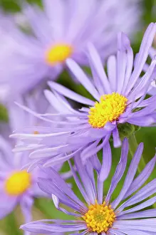 Frikarts: Daisy, Michaelmas daisy