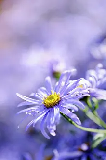 Aster: Daisy, Michaelmas daisy, Aster, Aster x frikartii