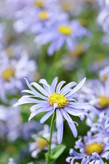 Aster: Daisy, Michaelmas daisy, Aster, Aster x frikartii
