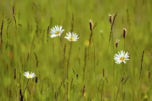 Oxeye: Daisy, Ox-eye daisy
