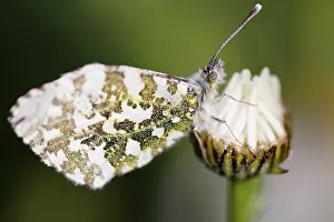 Leucanthemum: Daisy, Ox-eye daisy