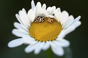 Leucanthemum: Daisy, Ox-eye daisy