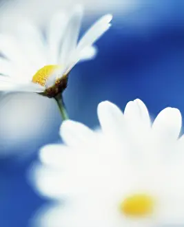 Joyful: Daisy, Ox-eye daisy