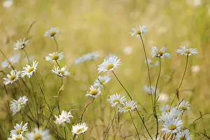 Leucanthemum: Daisy, Ox-eye daisy