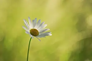 Leucanthemum: Daisy, Ox-eye daisy