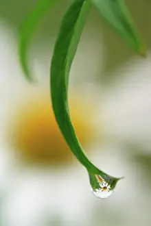 Anticipation: Daisy