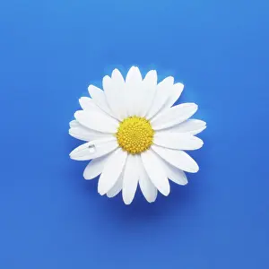 Oxeye: Daisy