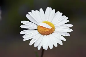 Oxeye: Daisy