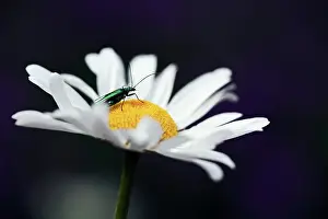 Nobilis: Daisy