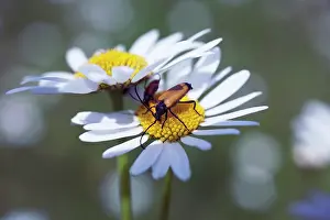 Oxeye: Daisy