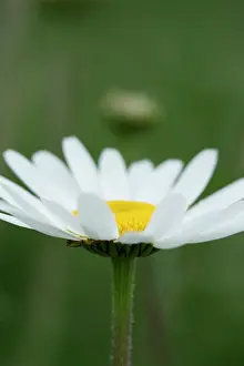 Leucanthemum: Daisy