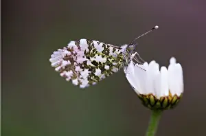Leucanthemum: Daisy