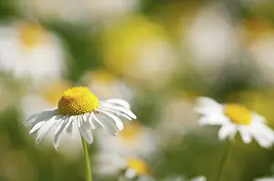 Leucanthemum: Daisy