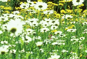 Leucanthemum: Daisy